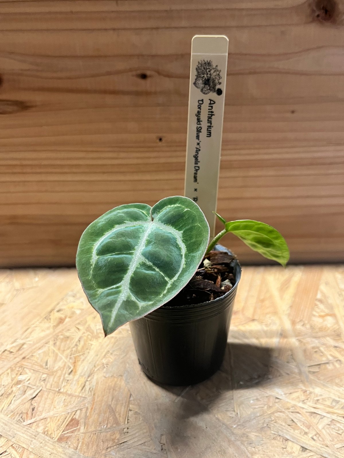 アンスリウム ドラヤキシルバー×エンジェルズドリーム×レッド