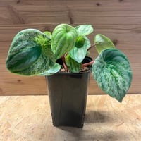 ラフィドフォラ テトラスペルマ ホワイトモンスター | GREEN LUCK