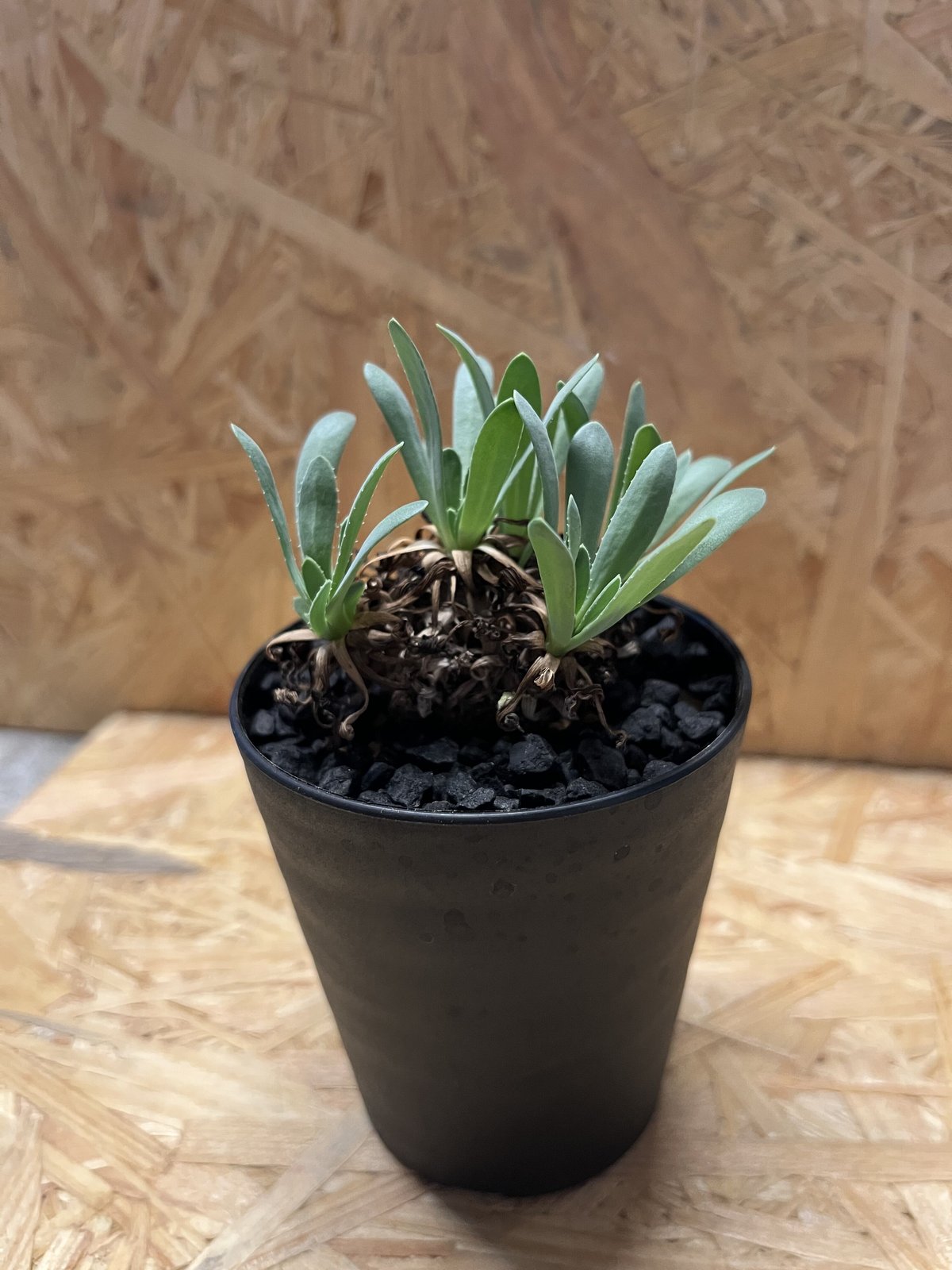 オトンナレトロルサ　現地株　発根済み オトンナ レトロルサ | STELLA.PLANTS