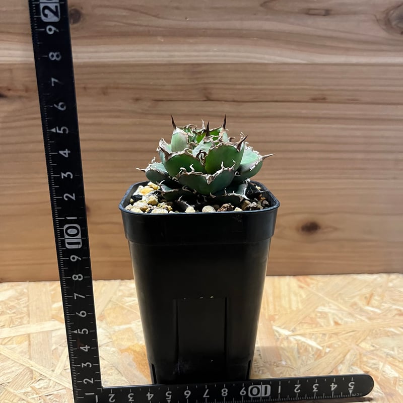 アガベ チタノタ チャム | GREEN LUCK