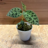 ジュエルオーキッド　マコデスペトラ