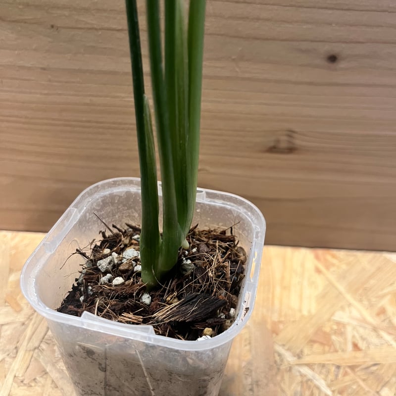 モンステラ クローティ | GREEN LUCK