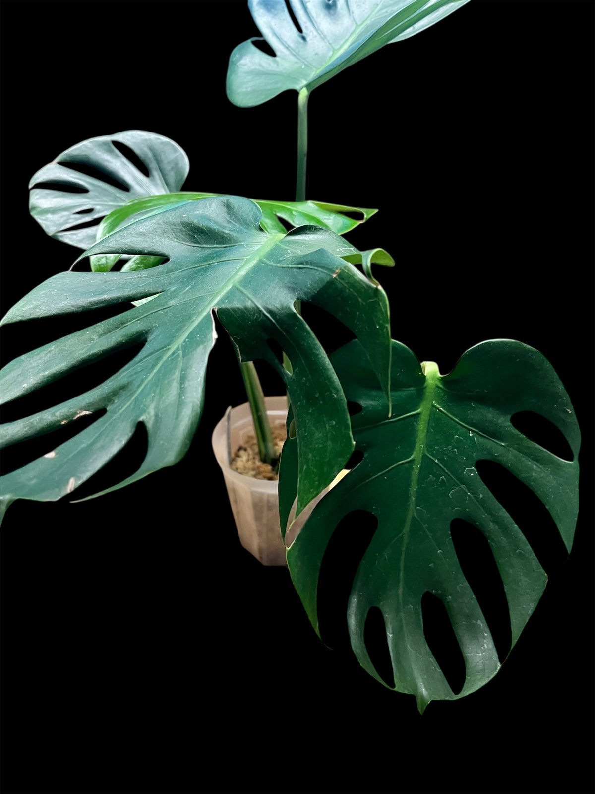 モンステラ デリシオーサ 'お多福' | GREEN LUCK