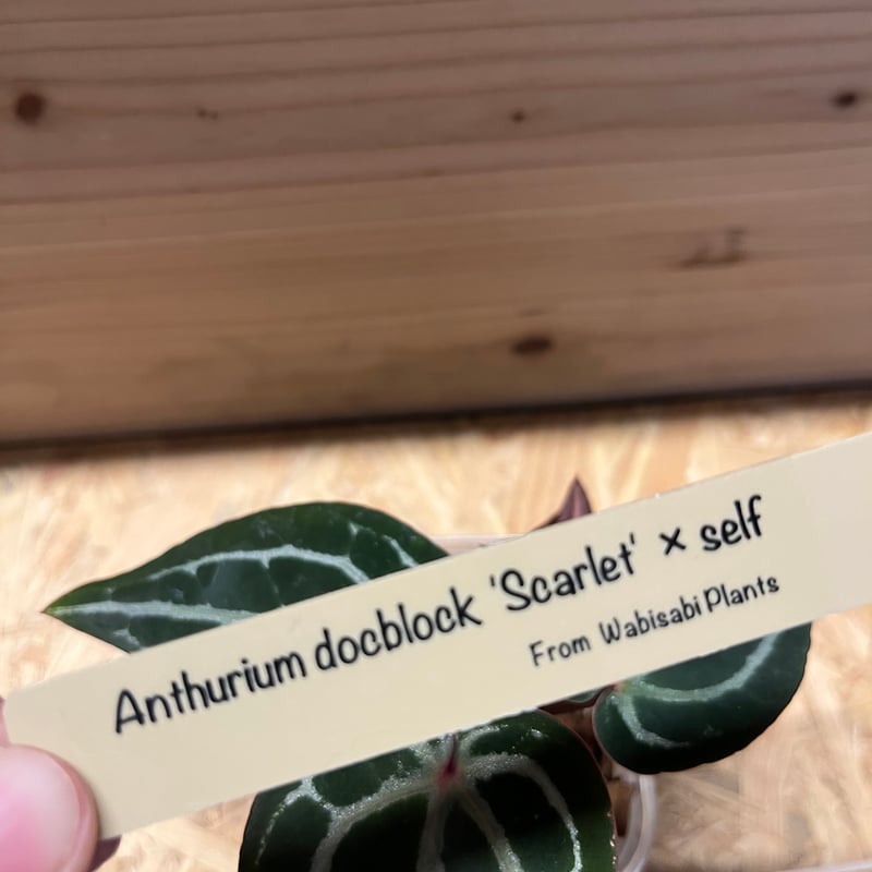 アンスリウム スカーレット | GREEN LUCK