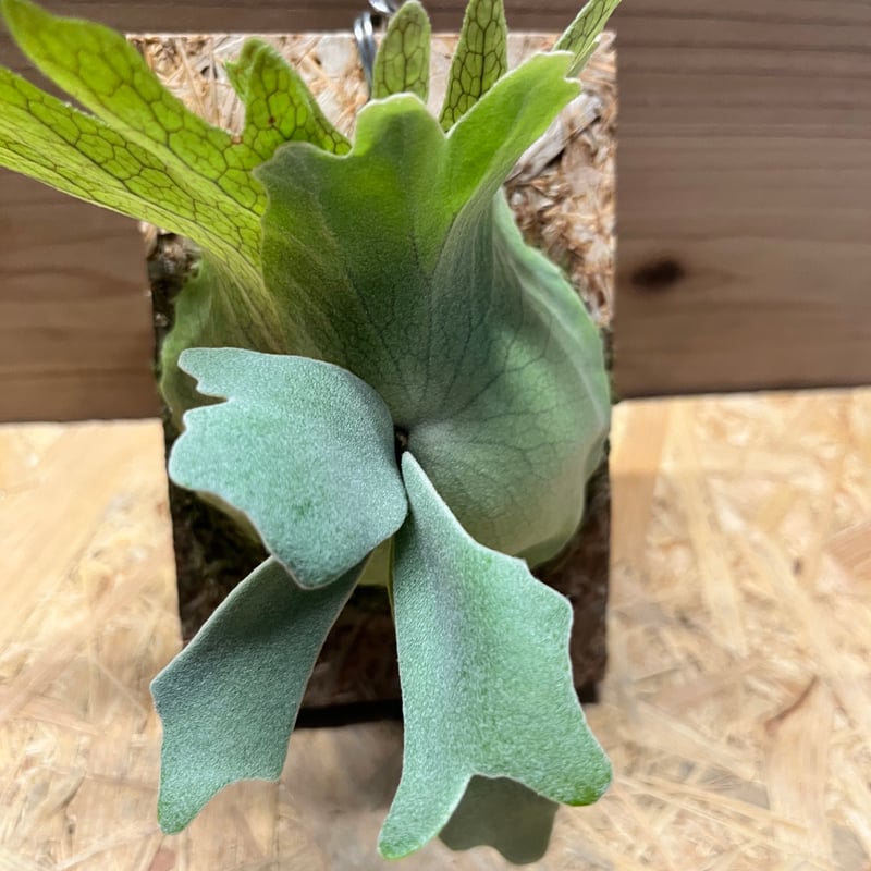 ビカクシダ ウィリンキー ミックススポア | GREEN LUCK