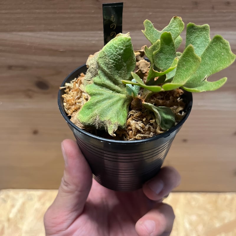 ビカクシダ リドレイ ドワーフ シルベリー | GREEN LUCK