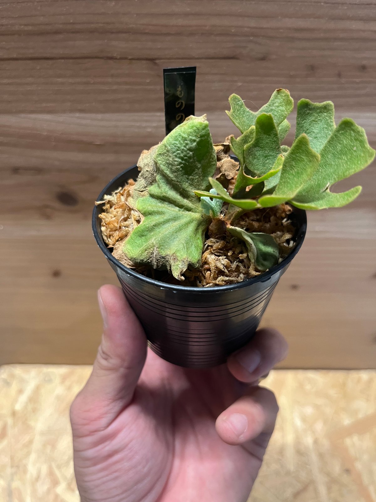 ビカクシダ リドレイ ドワーフ シルベリー | GREEN LUCK