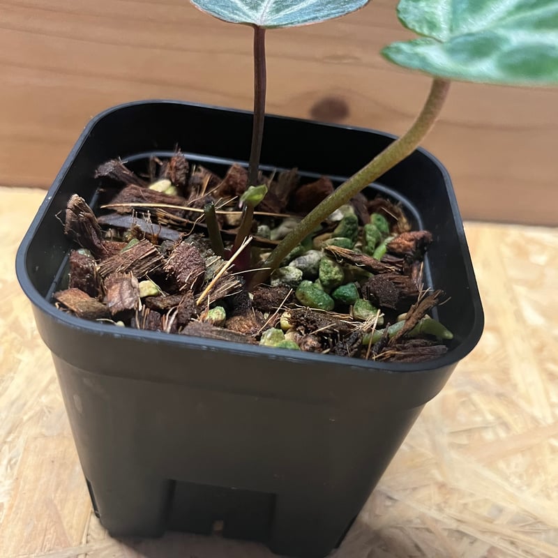 アンスリウム エンジェルズドリーム 二芽 アンスリウム エンジェルズドリーム 二芽 💜Anthurium 'Angels