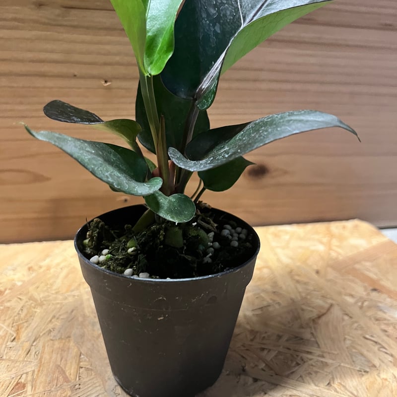 アンスリウム　ブラックドラゴン【斑入】 アンスリウム フーケリー 'ブラックドラゴン' | GREEN LUCK