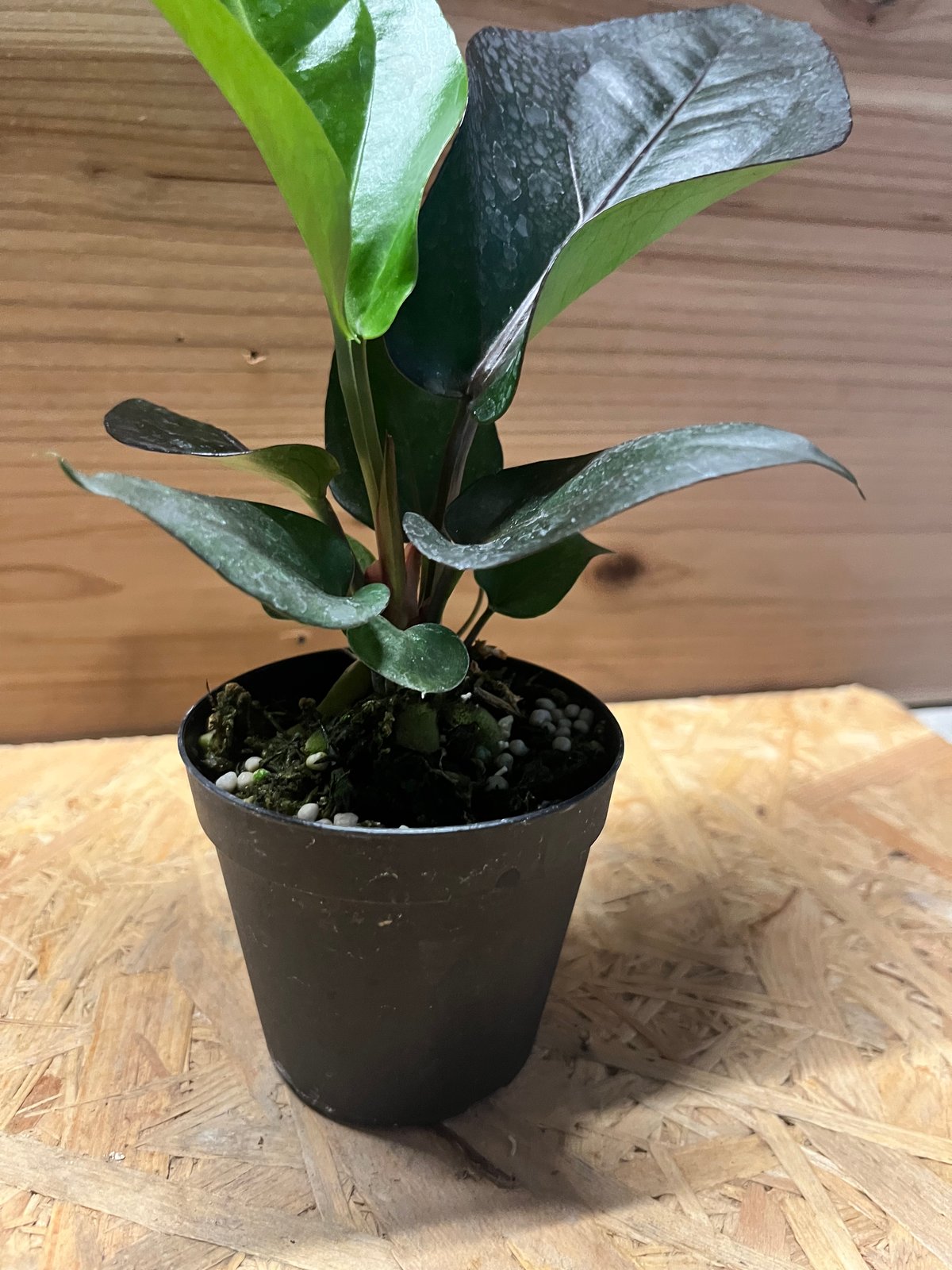 アンスリウム フーケリー 'ブラックドラゴン' | GREEN LUCK