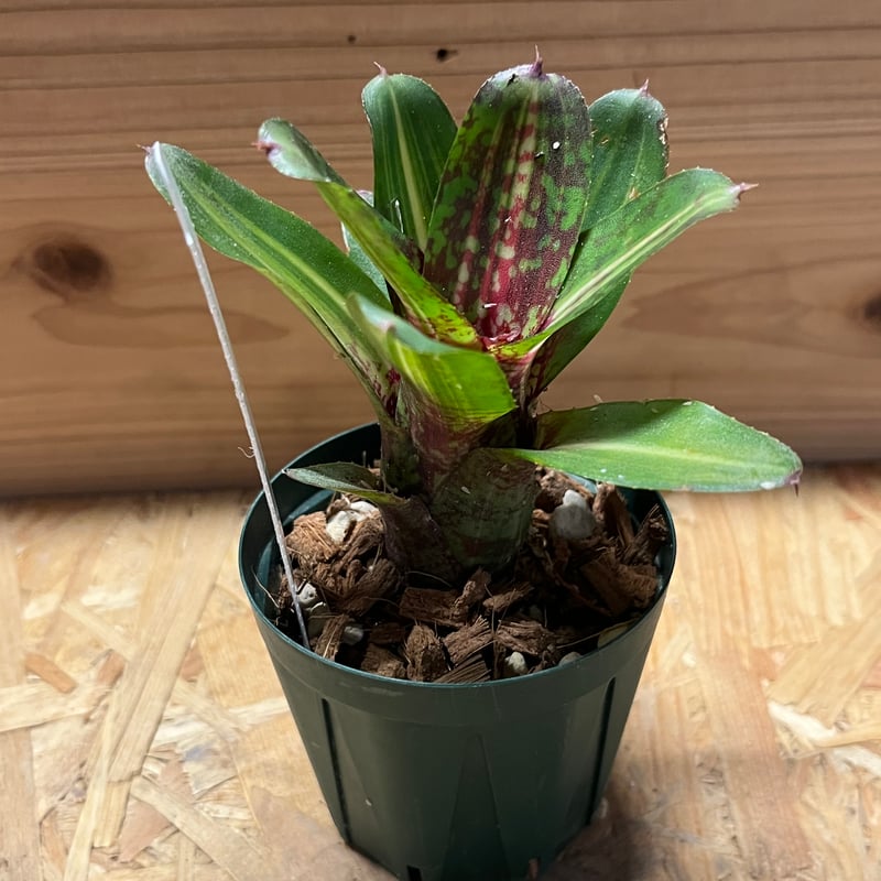 ネオレゲリア ネオレゲリア レディバグ | GREEN LUCK