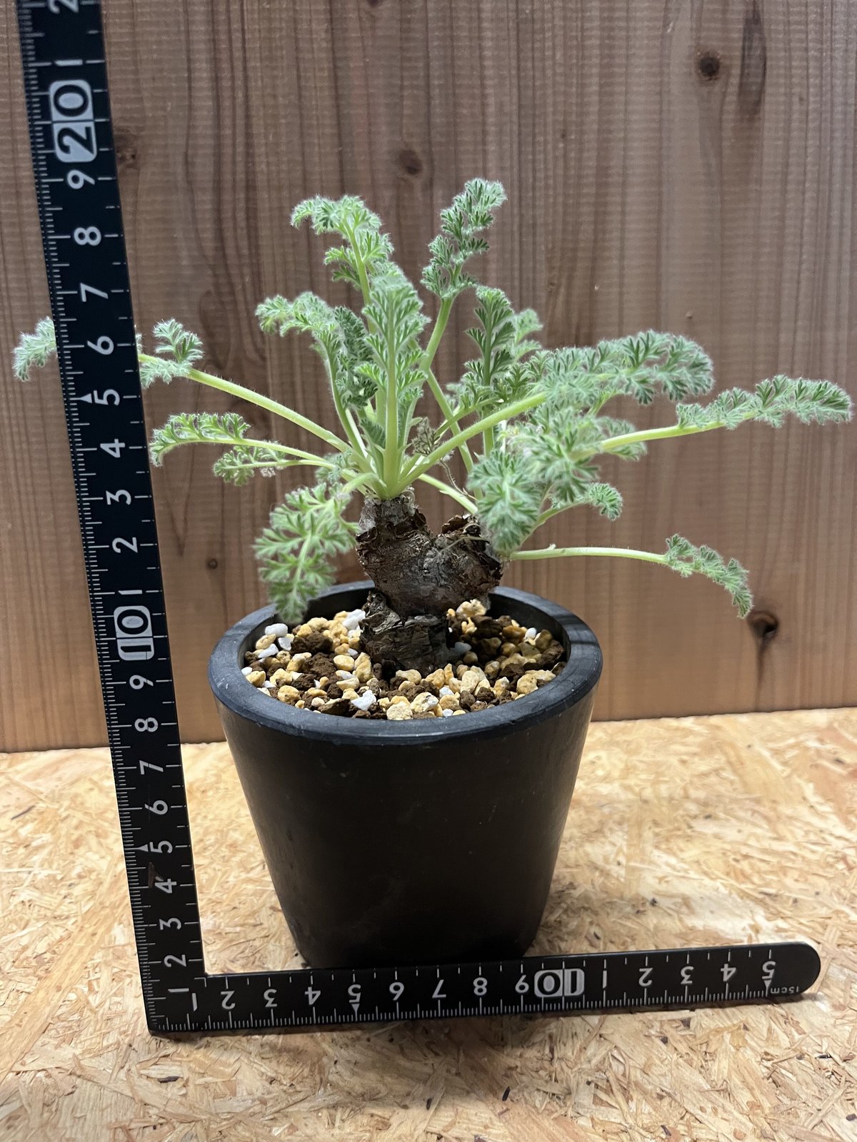 ペラルゴニウム アッペンディクラツム | GREEN LUCK