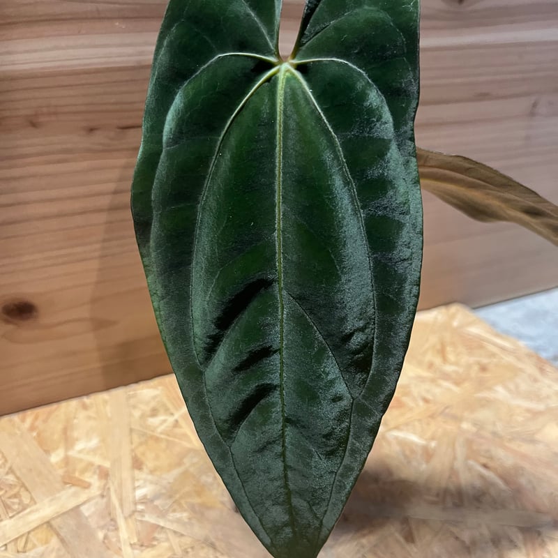 アンスリウム パピリラミナム | GREEN LUCK