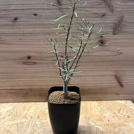 セール中❗️ 御神木に❗️ 長ホリダ　高さ40cm以上　ユーフォルビア ユーフォルビア | STORES