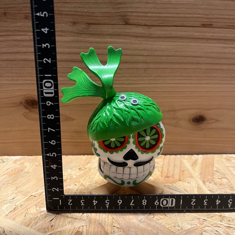 マダガスカルのドクバッタ　立体標本 マダスカル | GREEN LUCK