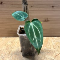 アロカシア グリーンベルベット 斑入り | GREEN LUCK