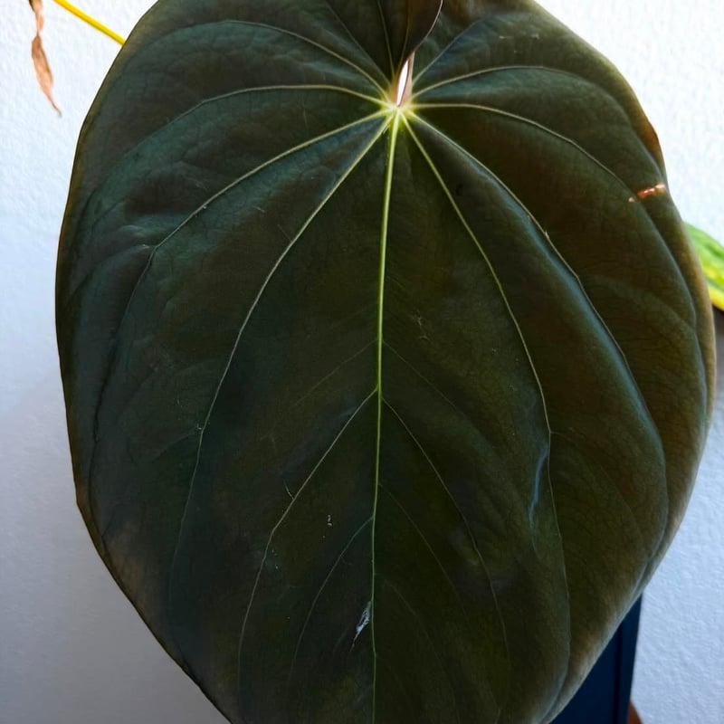 アンスリウム　アントラキー アンスリウム アントラキー （RA7×tezula） | GREEN LUCK