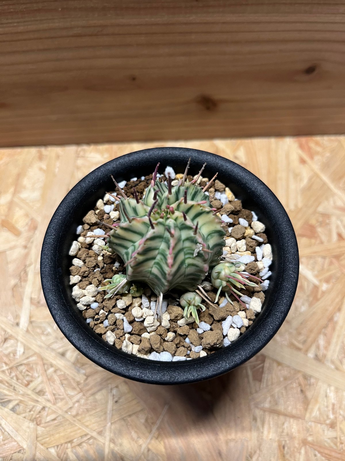 ユーフォルビア メロフォルミス錦 | GREEN LUCK