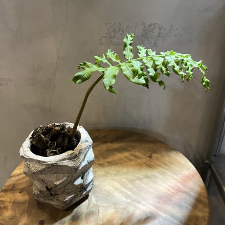 COMWORK STUDIO 信楽焼　植木鉢