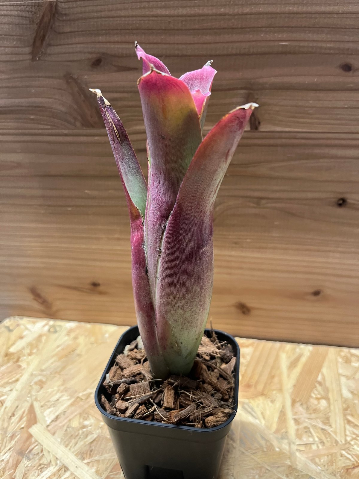 [最終値下]Neoregelia bahiana ネオレゲリア　バヒアナ ネオレゲリア バヒアナ | GREEN LUCK