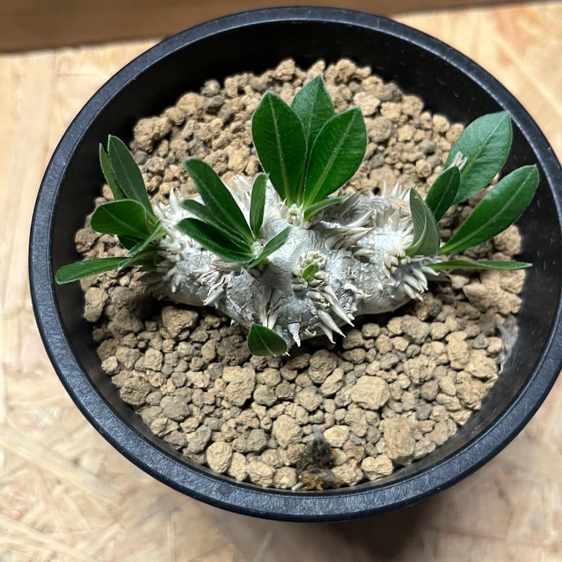 パキポディウム 恵比寿笑い | GREEN LUCK