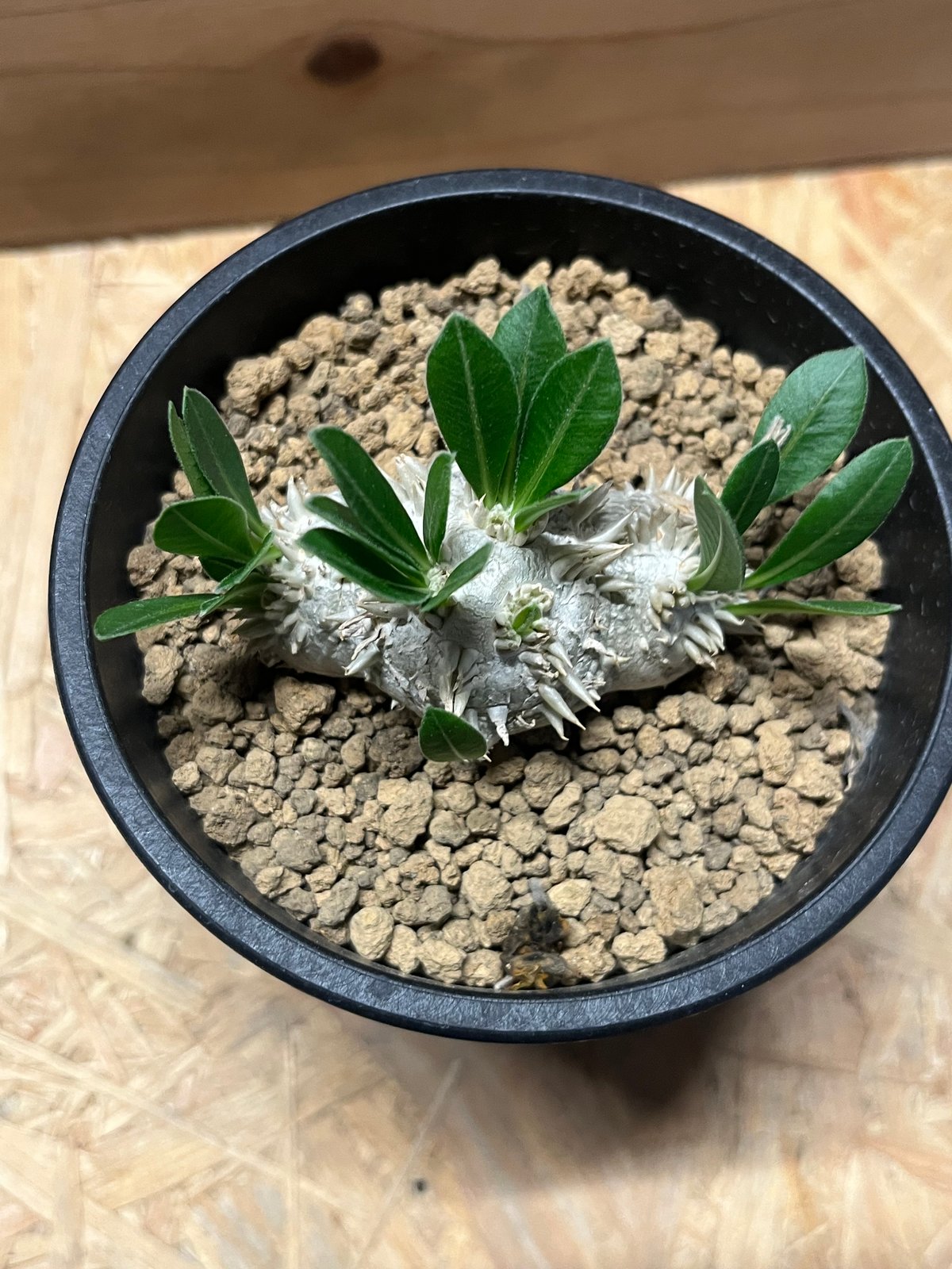 パキポディウム 恵比寿笑い ⑬ ザ・ファームセレクト]パキポディウム：ブレビカウレレウコ