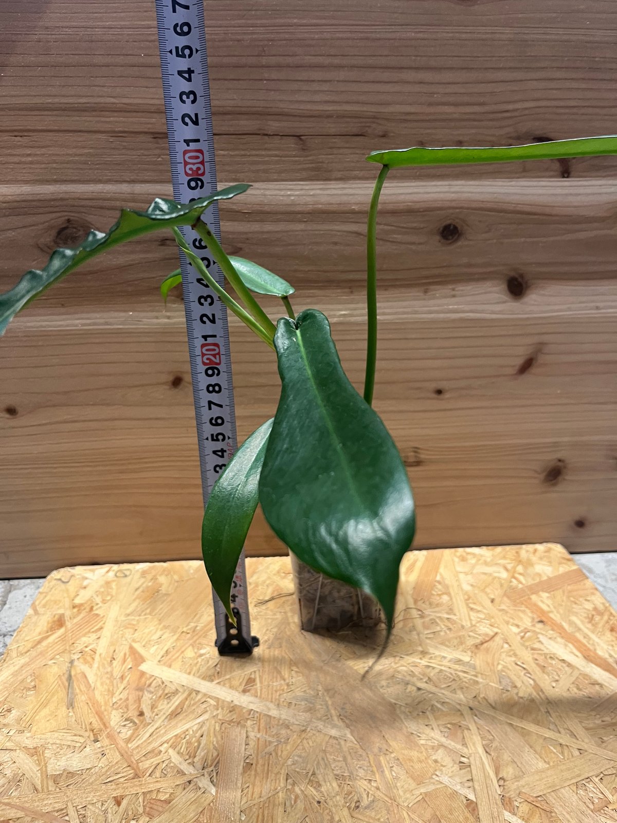 フィロデンドロン ジョーピー | GREEN LUCK