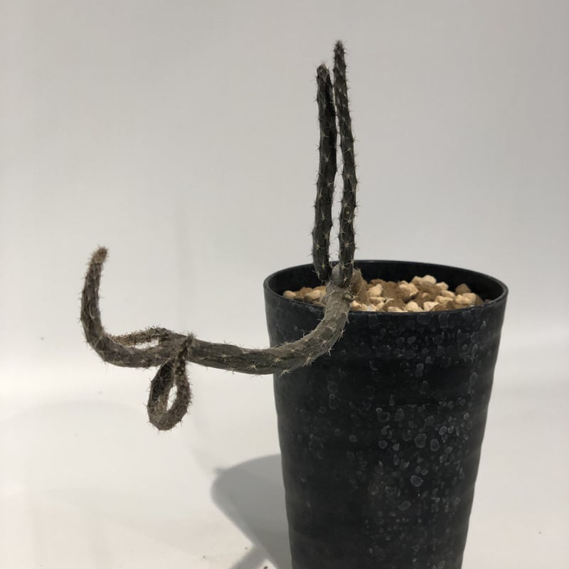 プテロカクタス 黒竜 | GREEN LUCK