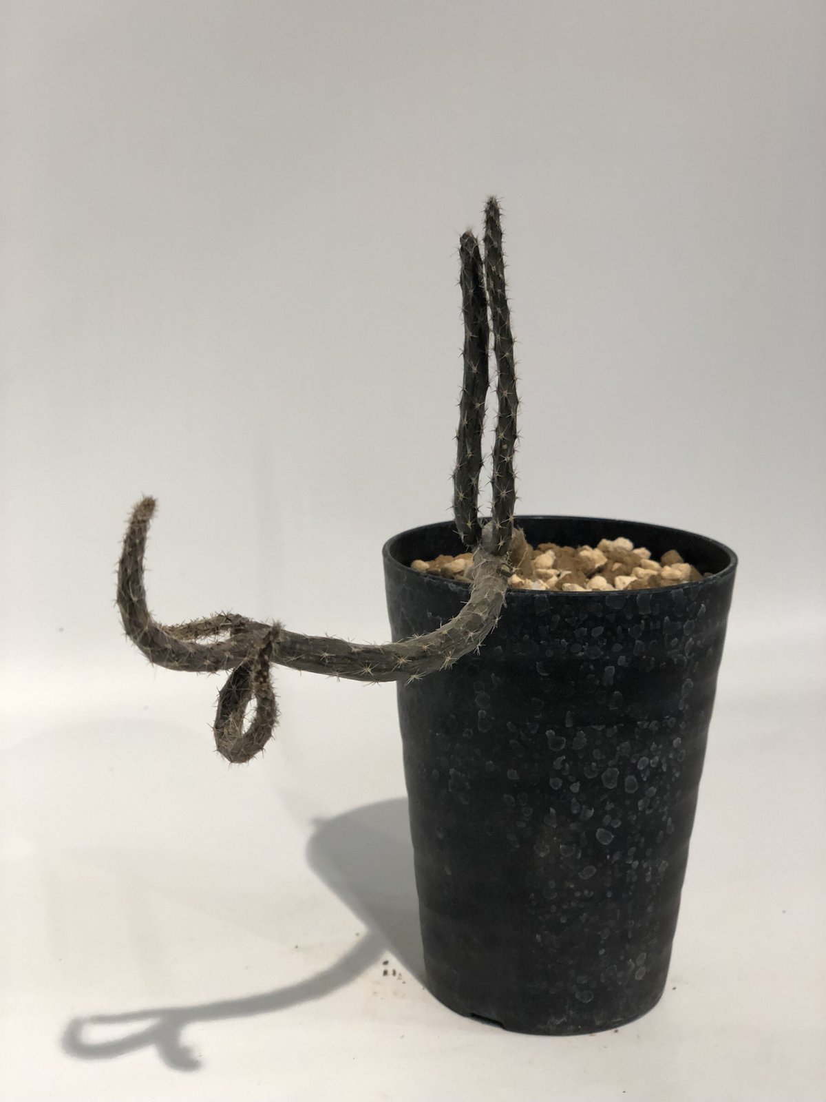 プテロカクタス 黒竜 | GREEN LUCK