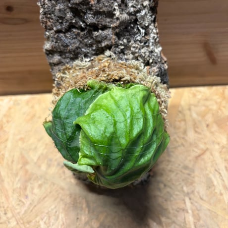 ビカクシダ　マダガスカリエンセ