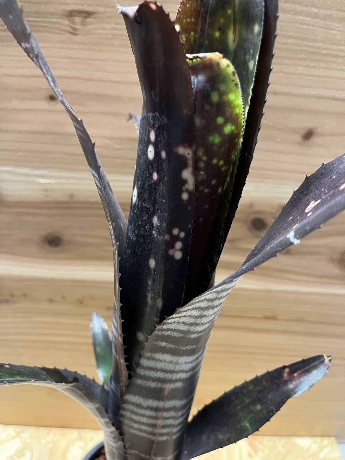 ビルベルギア ダースベイダー | GREEN LUCK