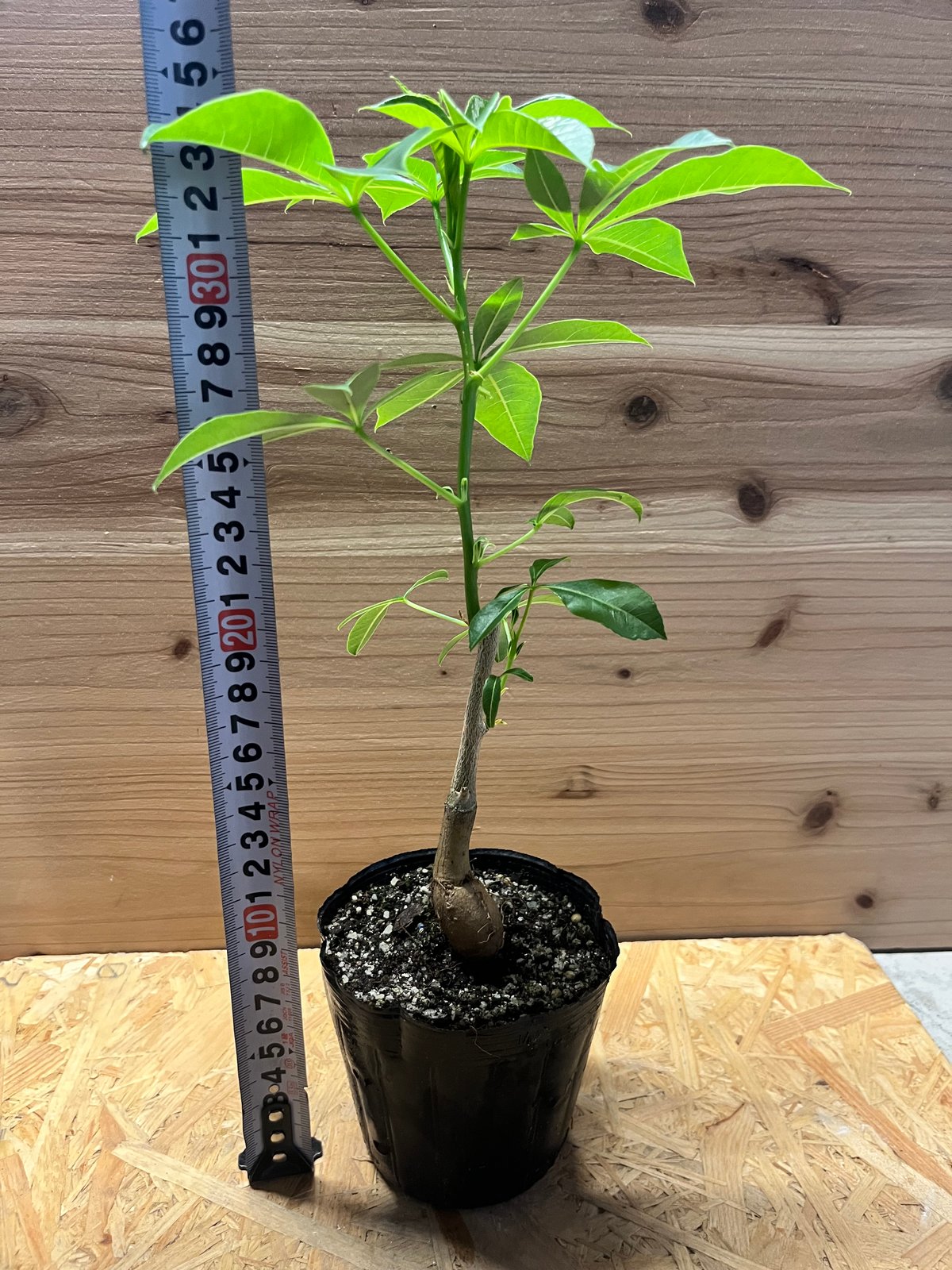 発根済み3年経過　バオバブ・アダンソニア fit=scale-down,w=1200