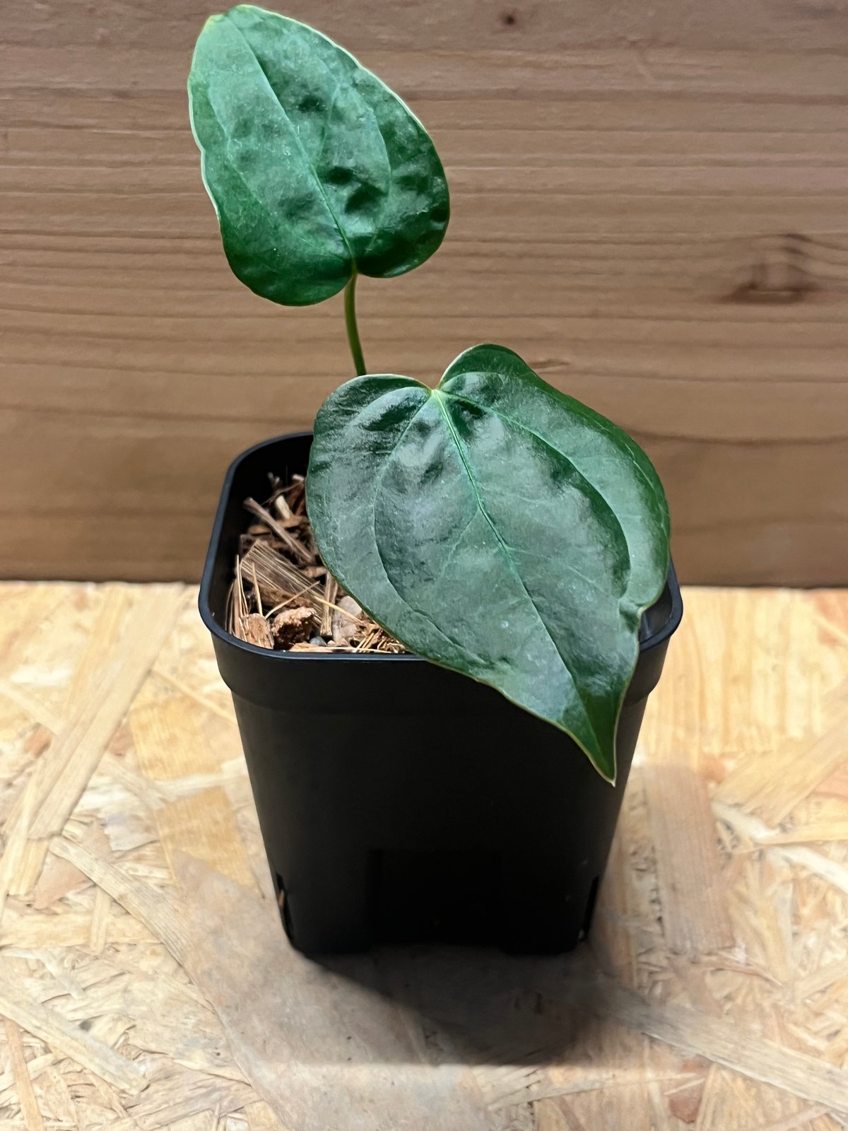 アンスリウム クイーンオブハーツ | GREEN LUCK