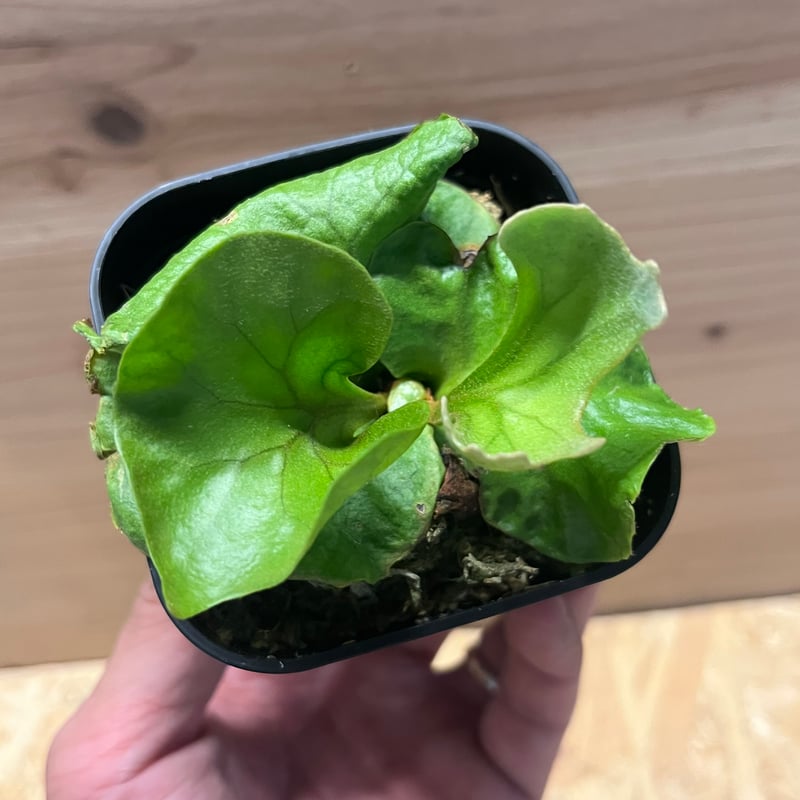 ビカクシダ リドレイ ドワーフ&コンパクト | GREEN LUCK