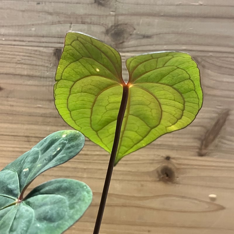 アンスリウム 'レッドベインダークフェニックス' OC | GREEN LUCK