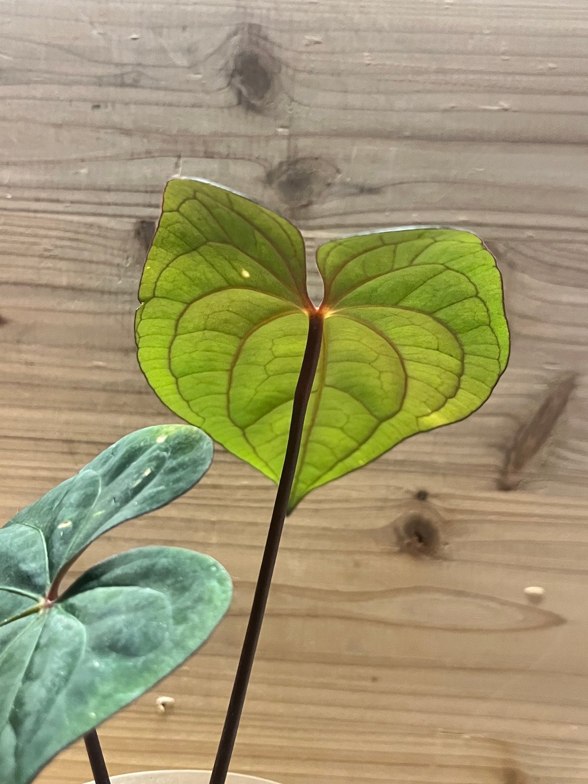 アンスリウム 'レッドベインダークフェニックス' OC | GREEN LUCK