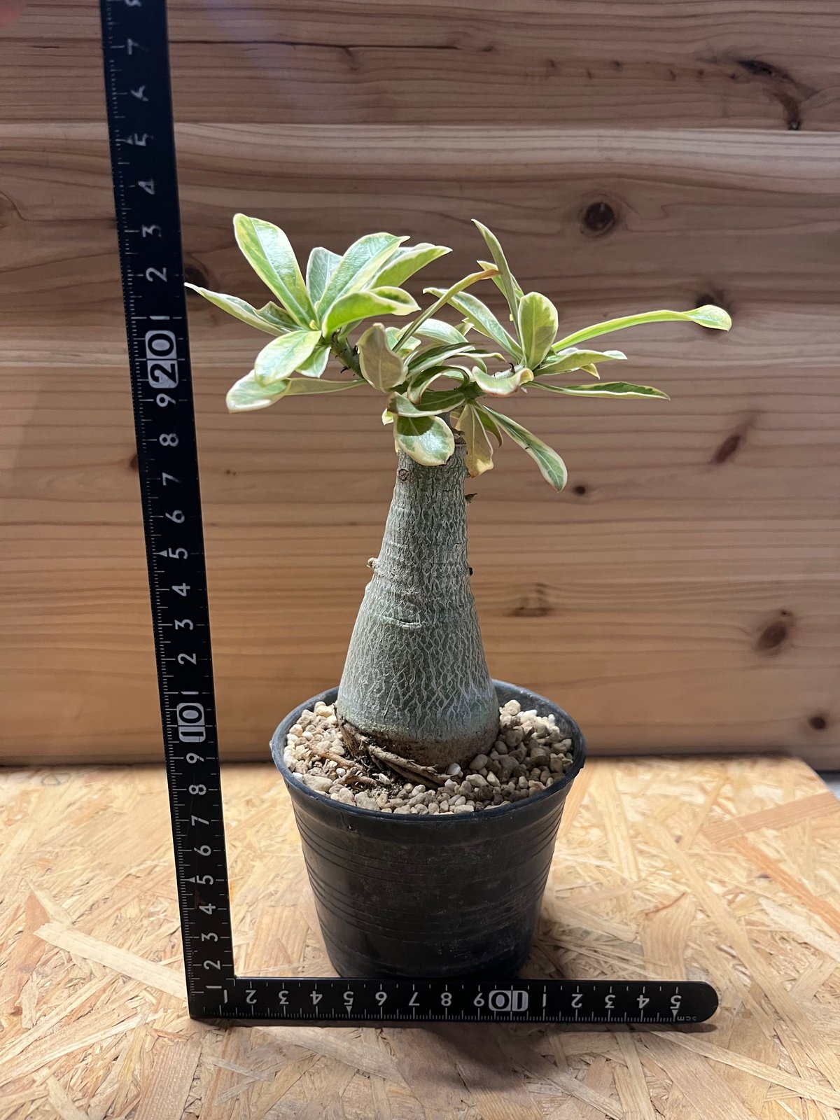 もも　アデニウム　斑入り　特大株 もも アデニウム 斑入り 特大株 アデニウム（斑入り） 6号 の