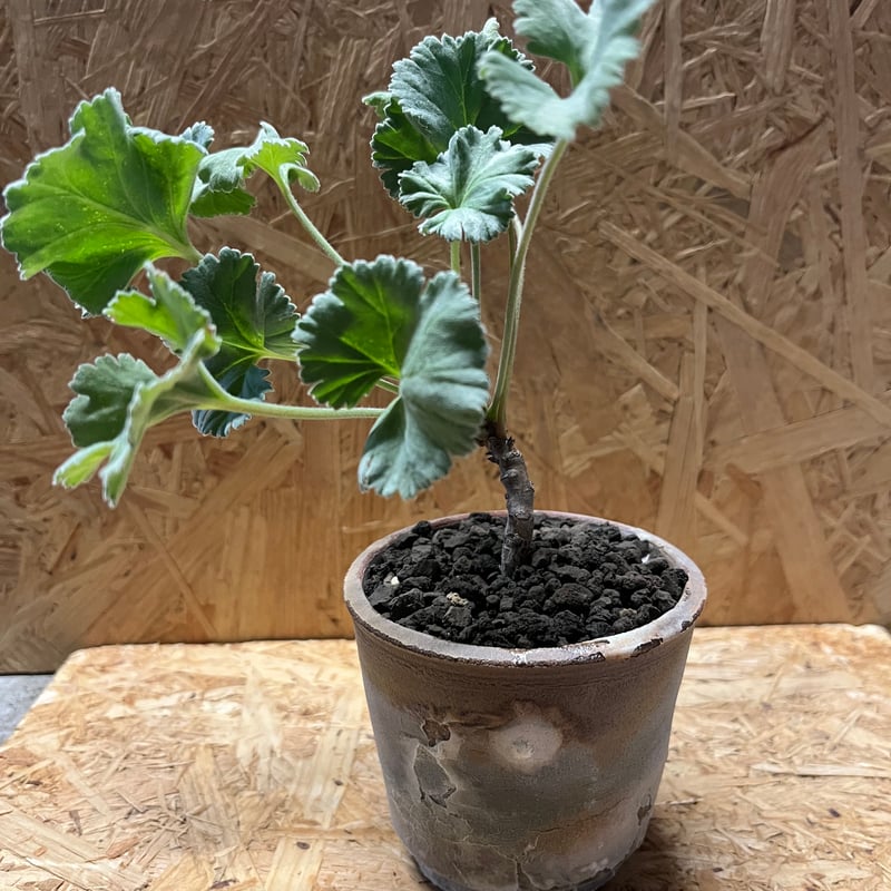 ペラルゴニウム ミラビレ×伝市鉢 穴窯 | GREEN LUCK