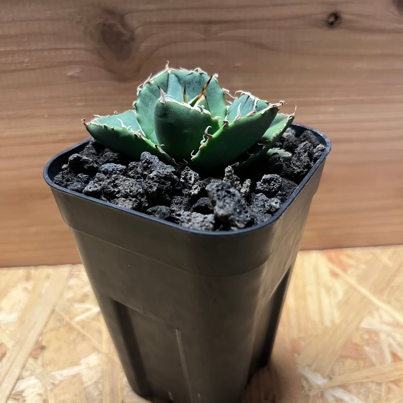 アガベ チタノタ 'NO NAME' 台湾ヤンチェン株 | GREEN LUCK