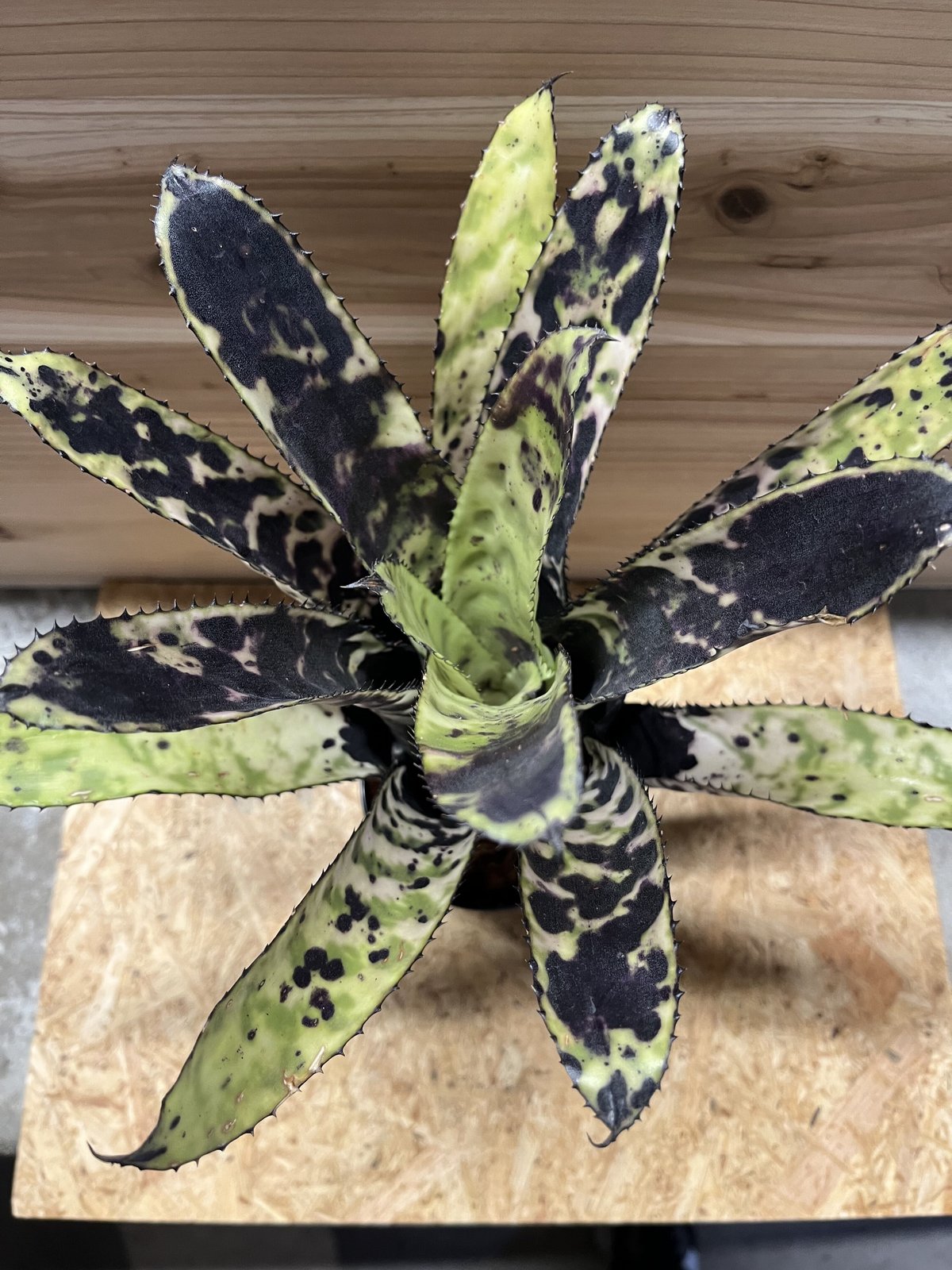 エクメア オーランディアナ | GREEN LUCK