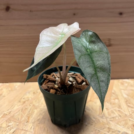 アロカシアアマゾニカ アロカシア・アマゾニカ【観葉植物 3.5号苗】｜ 【植物のITANSE