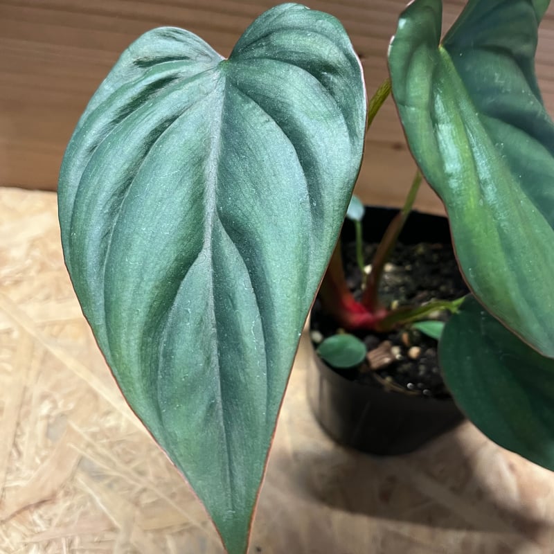 フィロデンドロン sp.コロンビアシルバー | GREEN LUCK