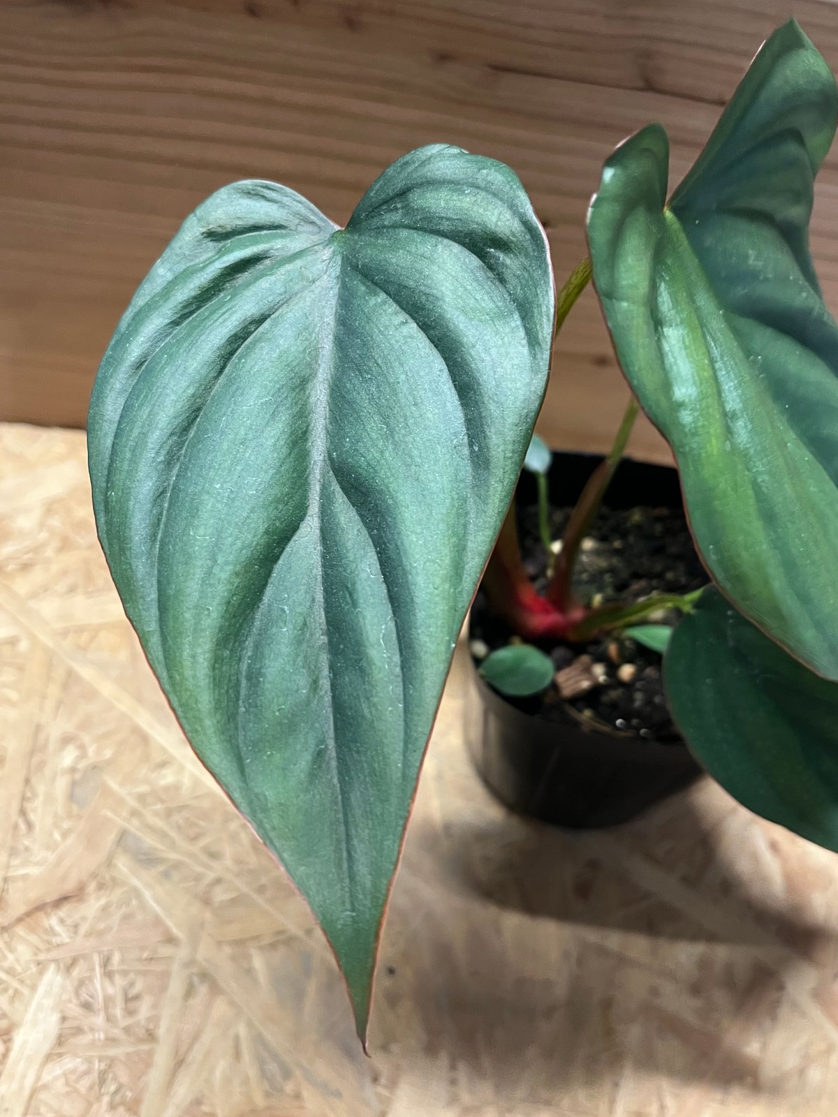 フィロデンドロン sp.コロンビアシルバー | GREEN LUCK