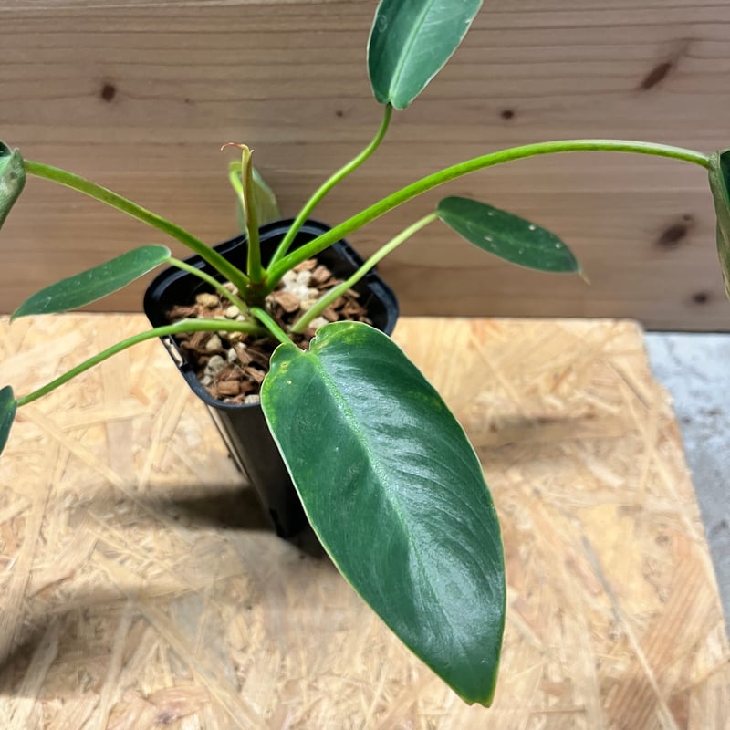 フィロデンドロン スピリタスサンクチ | GREEN LUCK