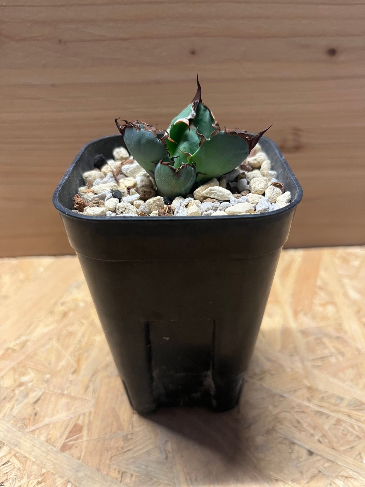 アガべ チタノタ ブルーボール | GREEN LUCK