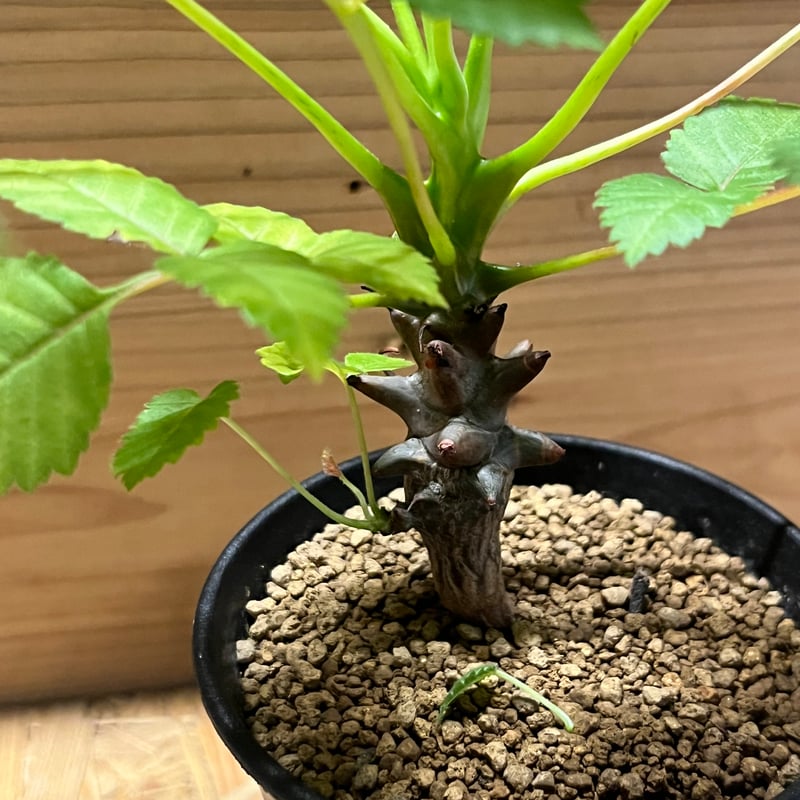 ベイセリア メキシカーナ | GREEN LUCK