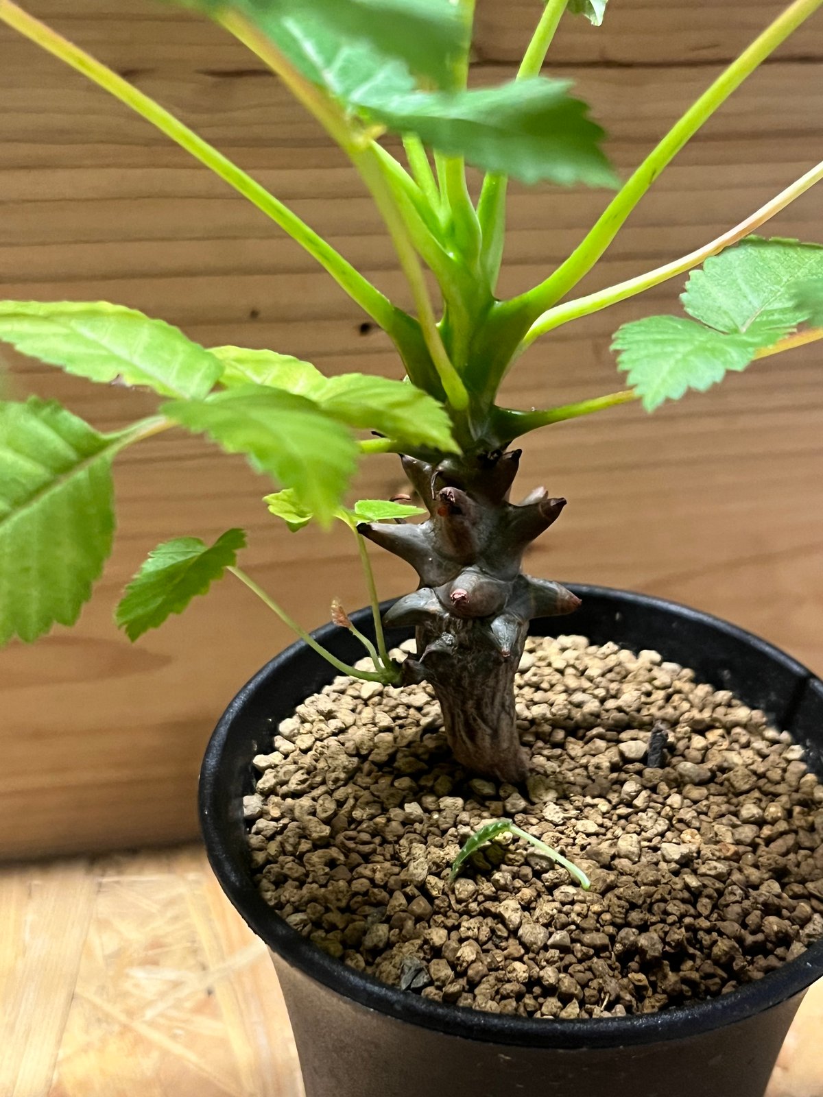 ベイセリア メキシカーナ | GREEN LUCK