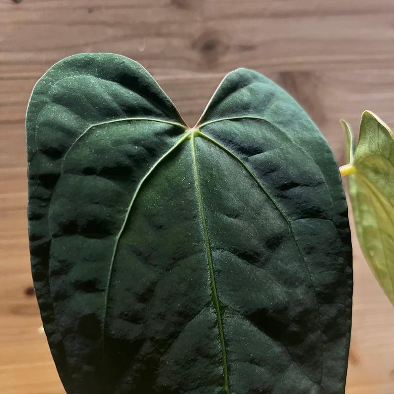 アンスリウム sp.nov DF×エースオブスペード | GREEN LUCK