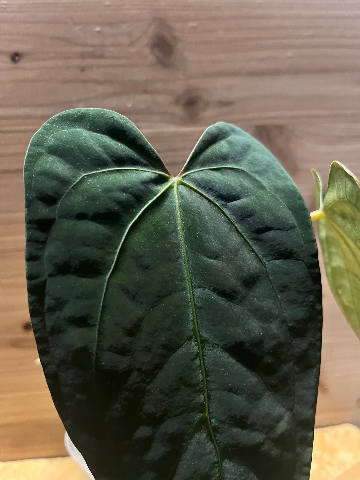 アンスリウム sp.nov DF×エースオブスペード | GREEN LUCK