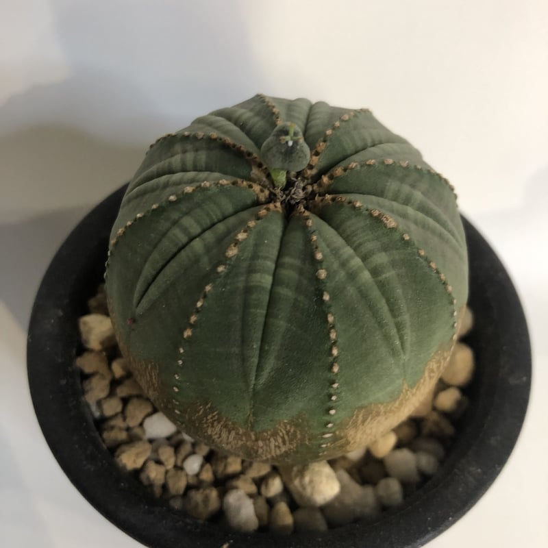 ユーフォルビア オベサ メス株 | GREEN LUCK